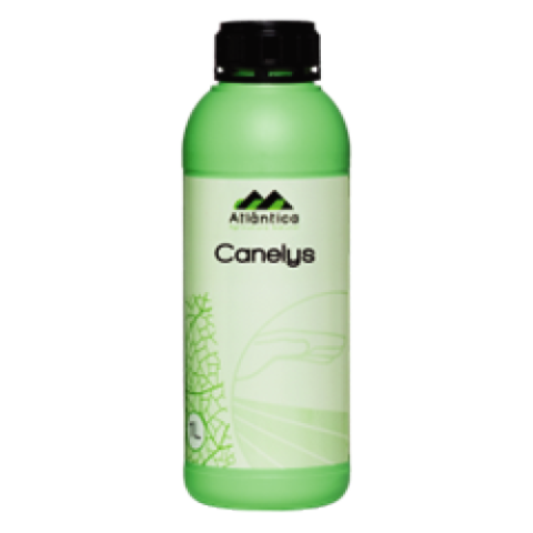 Cinnamon extract 70% w/w