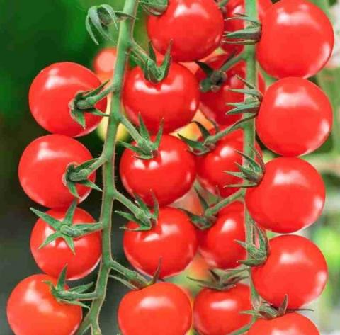 Cherry F1