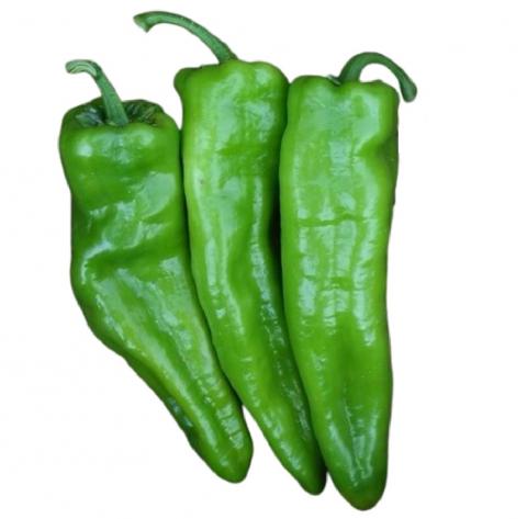 Chilli F1