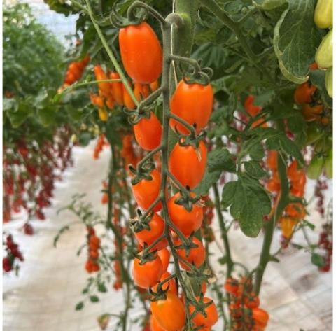 Orange Plum F1