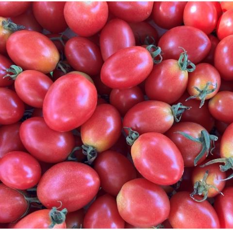 Pink Plum F1