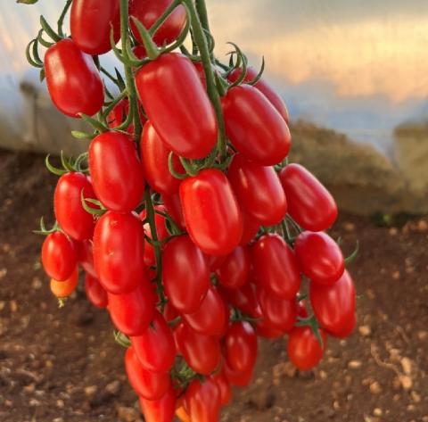 Red Plum F1