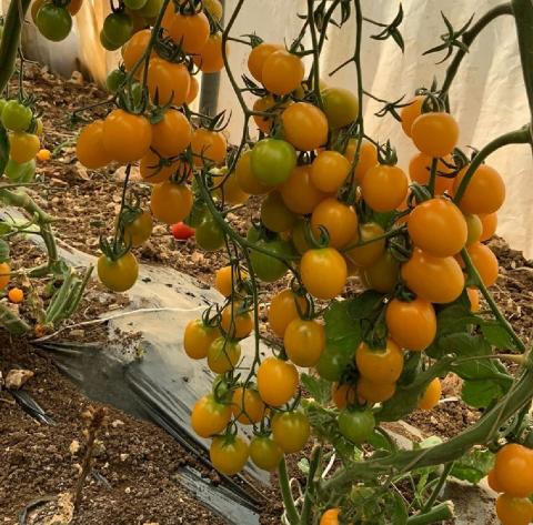Yellow Cherry F1