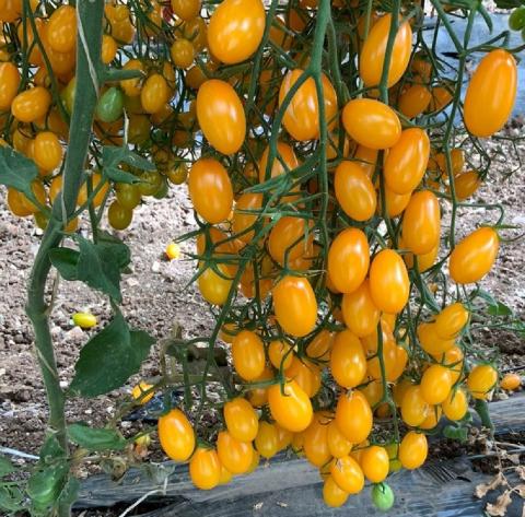 Yellow Plum F1