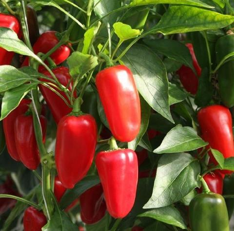 Red Snack F1