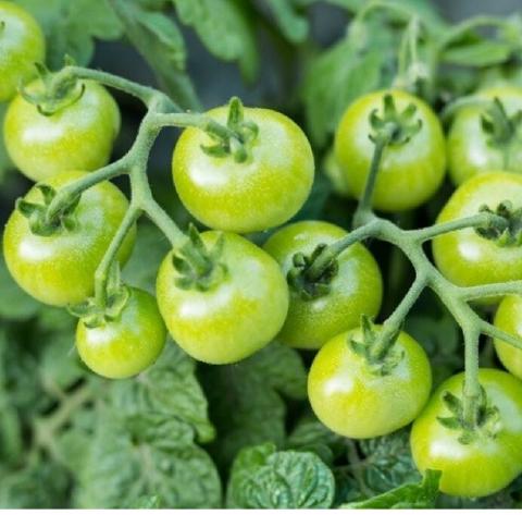 Green Cherry F1