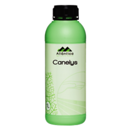 Cinnamon extract 70% w/w