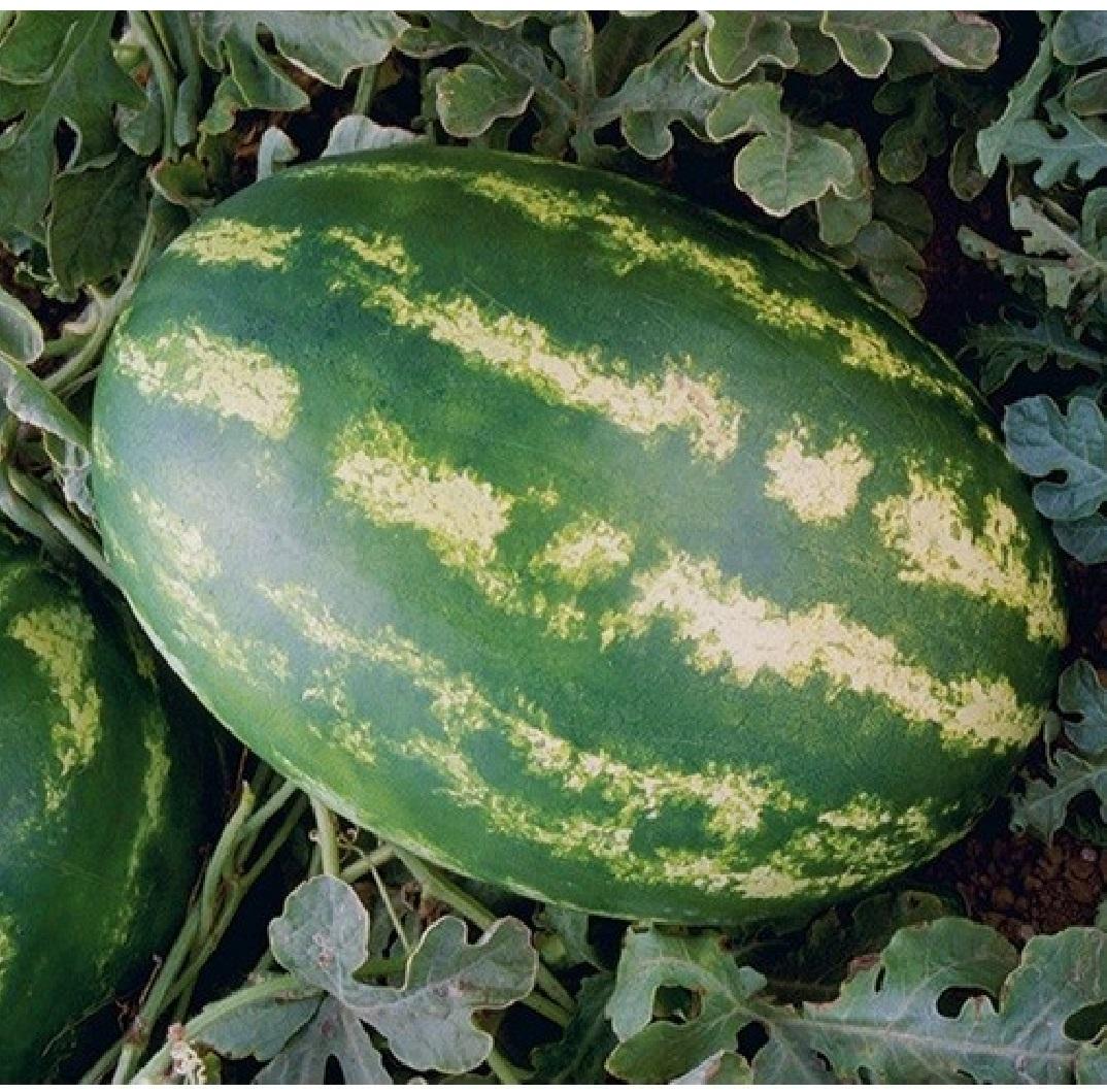 Gamma F1