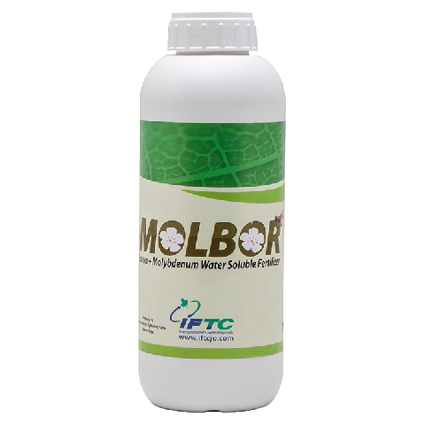Molbor -Growth Regulator