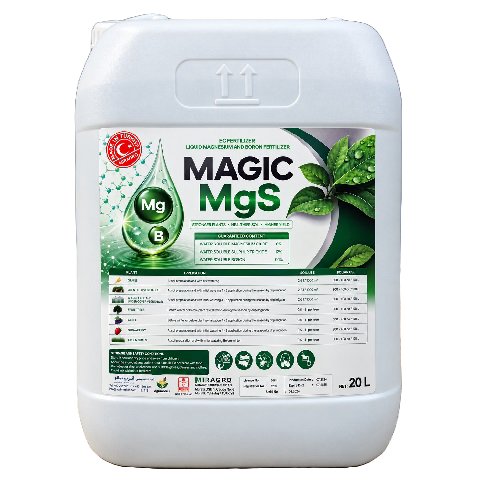 MAGIC MgS