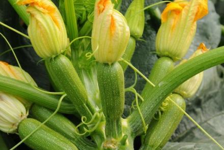 Bloomy F1