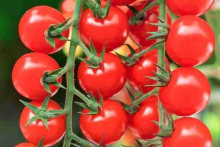Cherry F1