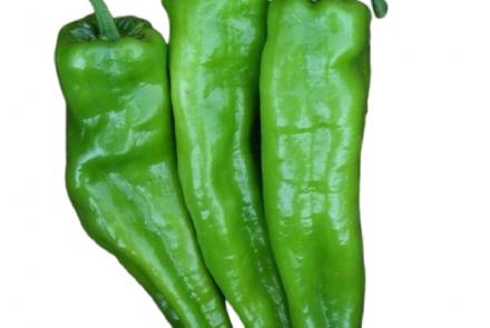 Chilli F1