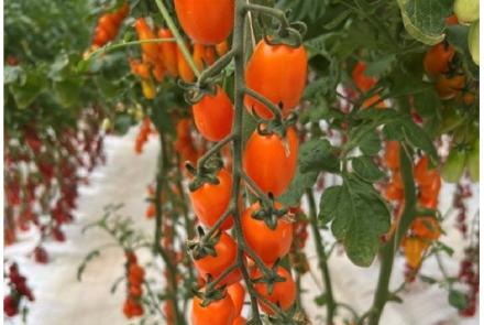 Orange Plum F1