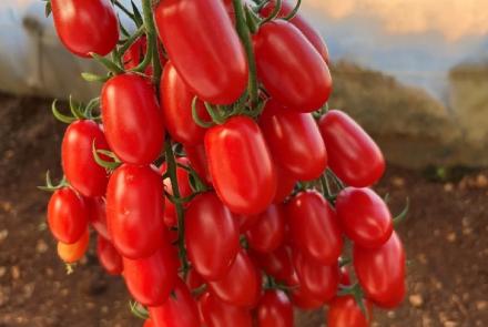 Red Plum F1