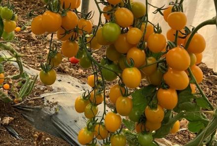 Yellow Cherry F1