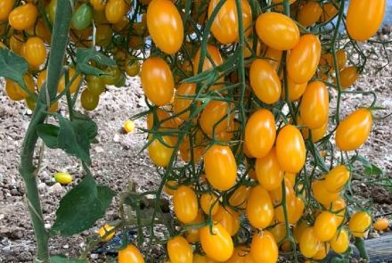 Yellow Plum F1