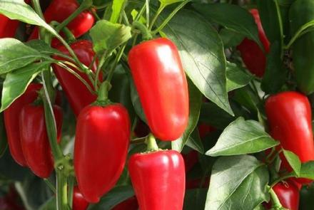 Red Snack F1