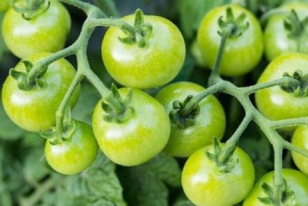 Green Cherry F1